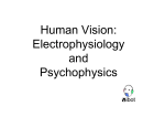 Human Vision: Electrophysiology and Psychophysics