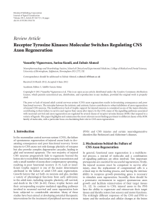 Receptor Tyrosine Kinases: Molecular Switches Regulating CNS