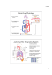 Respiratory Physiology Anatomy of the Respiratory System