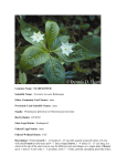 Common Name: STARFLOWER Scientific Name: Trientalis borealis