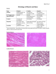 Histology of Muscle and Bone