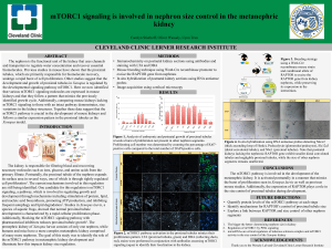 mTORC1 signaling is involved in nephron size control in the