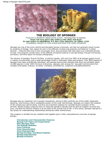 Biology of Sponges video/DVD guide.