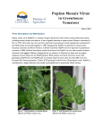 Pepino Mosaic Virus of Greenhouse Tomatoes