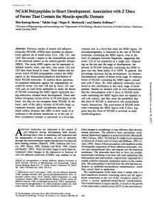 NCAM Polypeptides in Heart Development: Association with Z Discs