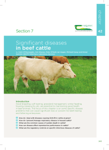 Significant diseases in beef cattle