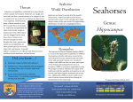 Seahorses - The Institute for Marine Mammal Studies