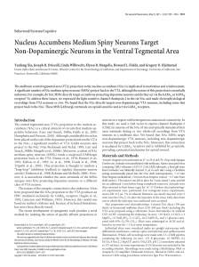 Nucleus Accumbens Medium Spiny Neurons Target Non