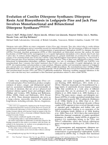 Evolution of Conifer Diterpene Synthases