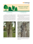 Bacterial Wetwood Disease of Trees Extension