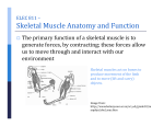 Skeletal Muscle Anatomy and Function
