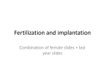 embryology PAP 2 Fertilization and implantation