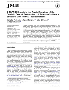 A TOPRIM Domain in the Crystal Structure of the Catalytic Core of