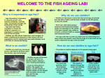 Welcome to the Ageing Lab SeaFest Poster LLysak