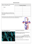 6. Capillaries Worksheet