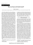 Do Plant Cell Walls Extend?