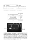 and optimized single-round PCR targeting the Pneumocystis