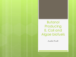 Butanol Producing E. Coli and Algae biofuels