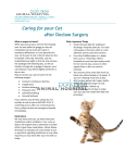 Caring for your Cat after Declaw Surgery
