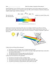 B) Alga`s photosynthetic pigments absorb photons at specific