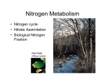 Nitrogen Metabolism