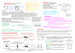 Biology-B2-revision-sheet