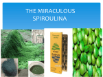 THE MIRACULOUS SPIROULINA