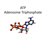 ATP Adenosine Triphosphate