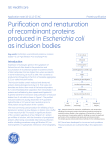 Purification and renaturation of recombinant proteins produced in