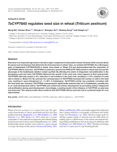 TaCYP78A5 regulates seed size in wheat (Triticum aestivum)
