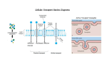 Cell Membrane Concept Map