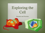 Exploring the Cell
