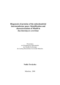 Biogenesis of proteins of the mitochondrial intermembrane space