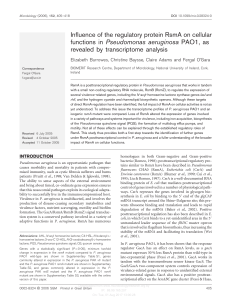 Influence of the regulatory protein RsmA on cellular