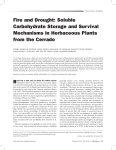 Fire and Drought: Soluble Carbohydrate Storage and