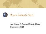 Ocean Animals Part 1