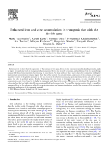 Enhanced iron and zinc accumulation in transgenic rice with the