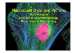 Fluorescent Dyes and Proteins