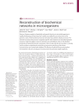 Reconstruction of biochemical networks in microorganisms