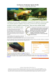 Livebearers: Freshwater Species Profile