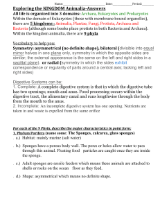 Classification Kingdom Animalia Answers