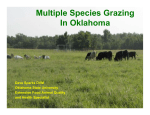 Multiple Species Grazing In Oklahoma