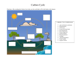 After watching the Carbon Cycle video, use the word bank to fill in