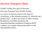 Electron Transport Chain