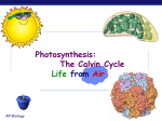 photosynthesis calvin cycle - The Bronx High School of Science