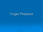 Turgor Pressure - Net Start Class