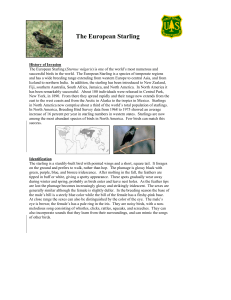 The European Starling