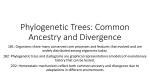 Phylogenetic Trees: Common Ancestry and Divergence