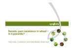 Genetic pest resistance in wheat ~ is it possible?