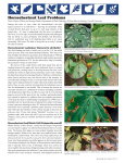 Horsechestnut Leaf Problems - Branching Out
